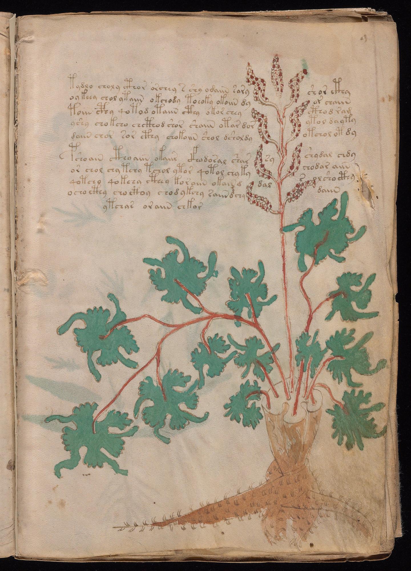 Herbal Page 17